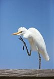 Western Cattle-Egretborder=